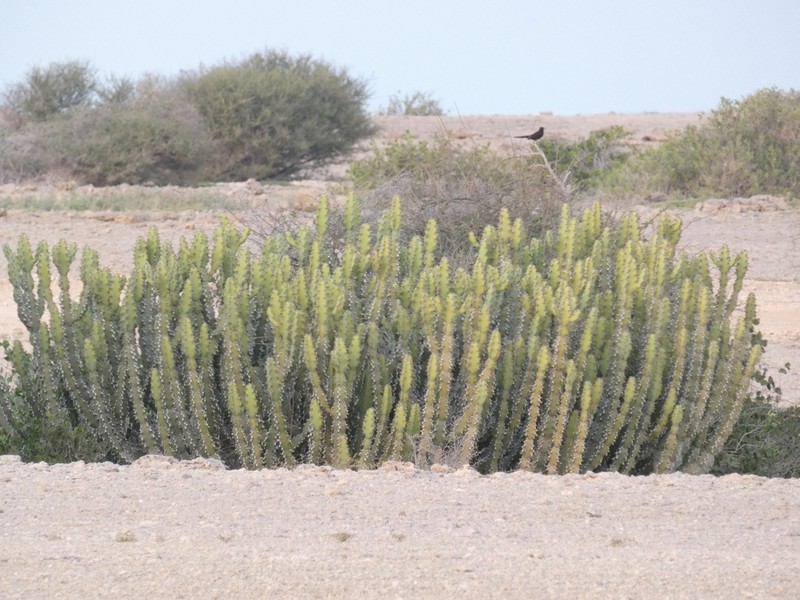 Euphorbia cactus photo 4