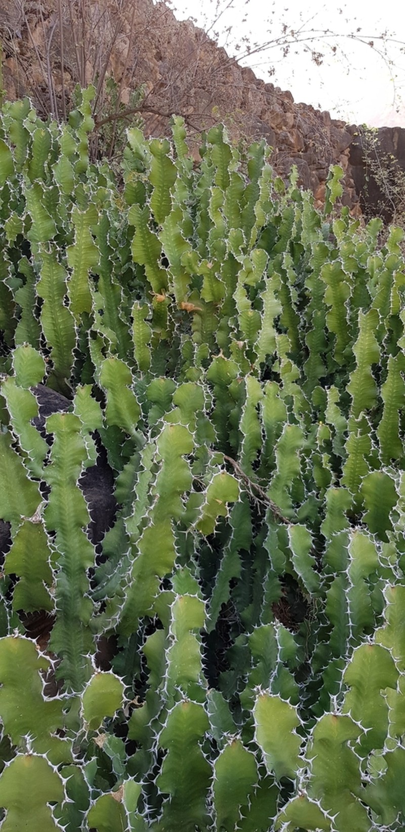 Euphorbia cactus photo 5