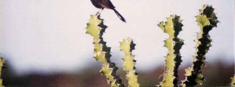 Euphorbia cactus photo 7
