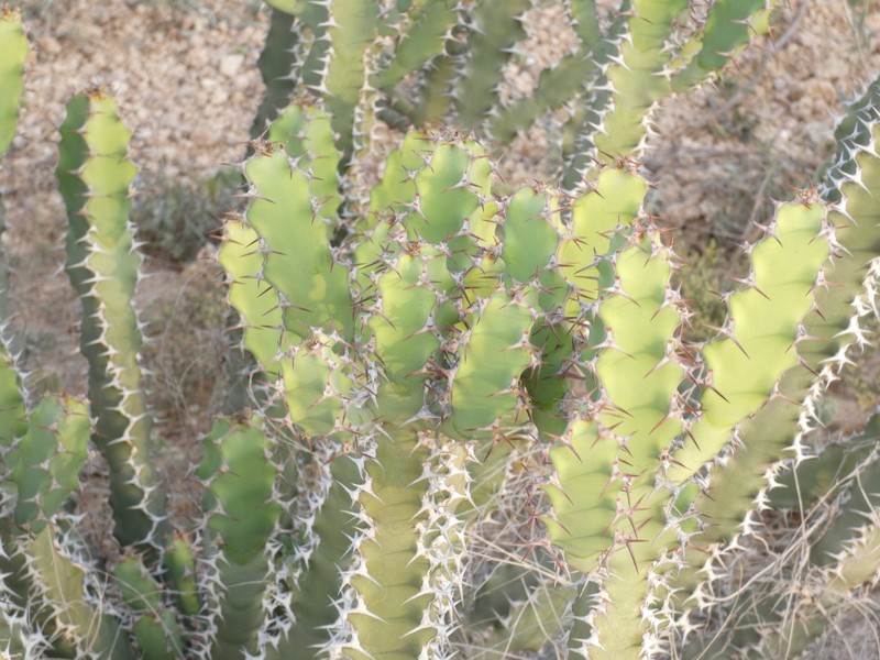 Euphorbia cactus photo 8