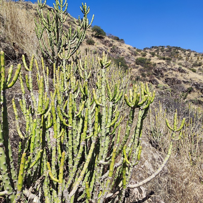 Euphorbia caducifolia