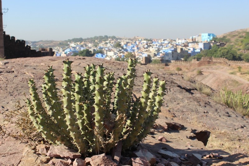 Euphorbia caducifolia photo 2