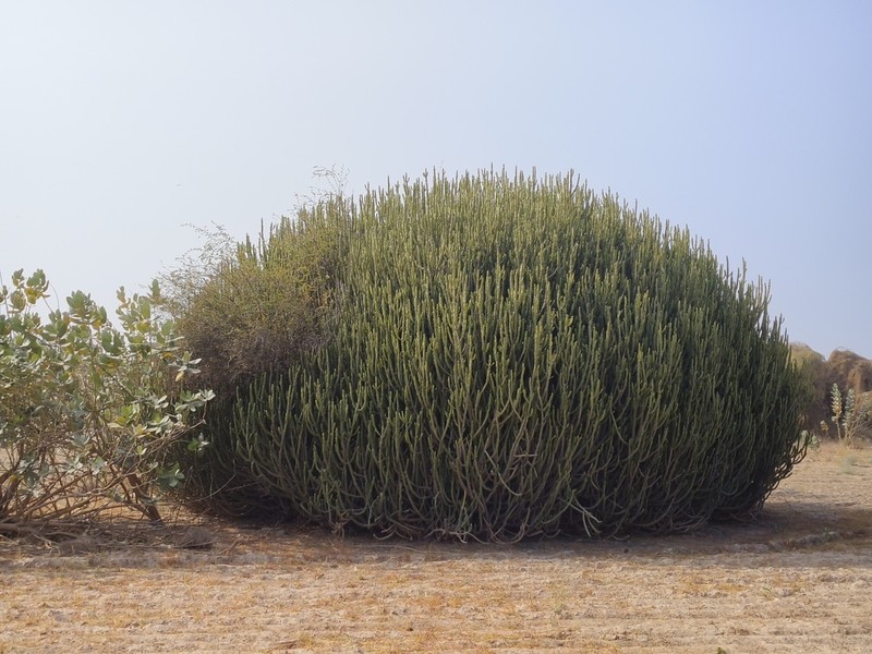 Euphorbia caducifolia photo 4
