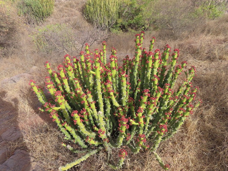 Euphorbia caducifolia photo 5