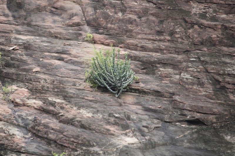 Euphorbia caducifolia photo 6