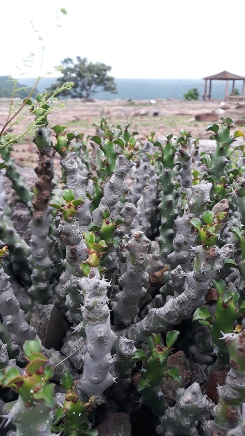 Euphorbia caducifolia photo 8