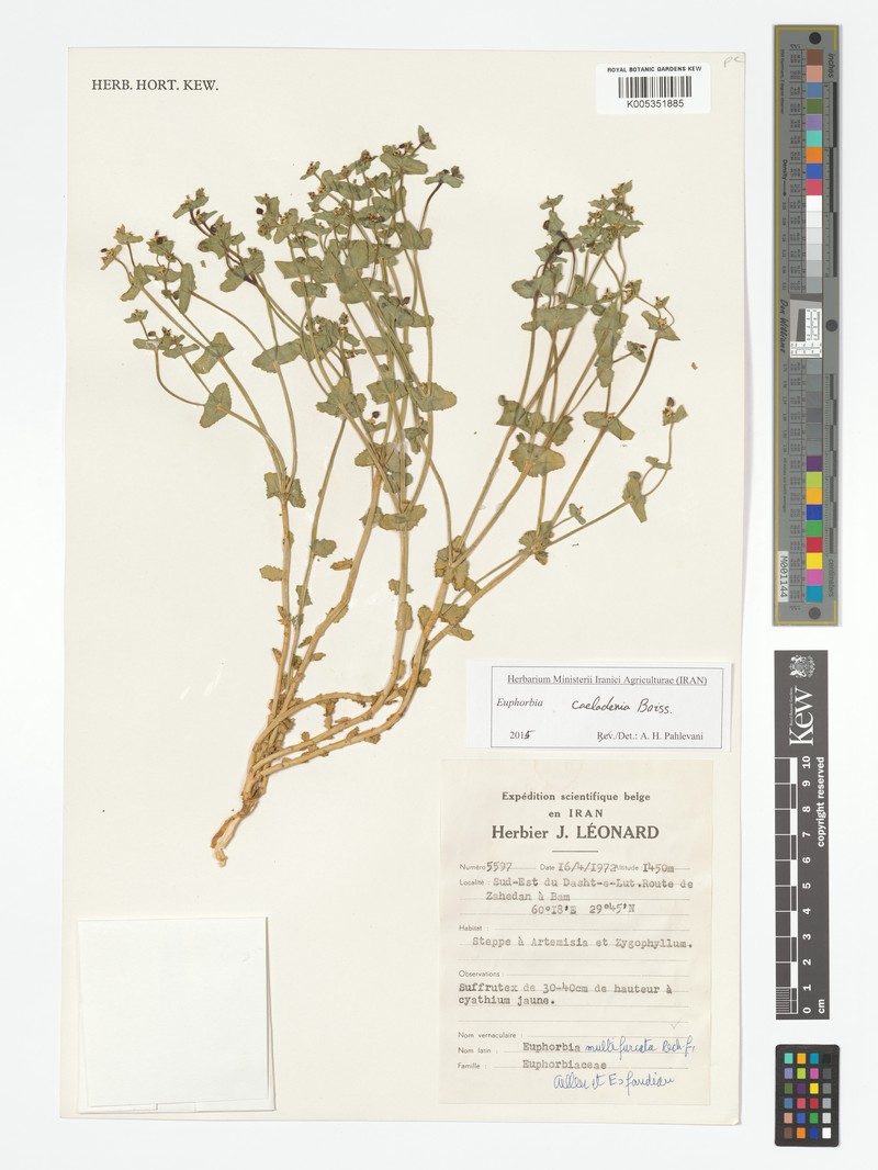 Euphorbia caeladenia