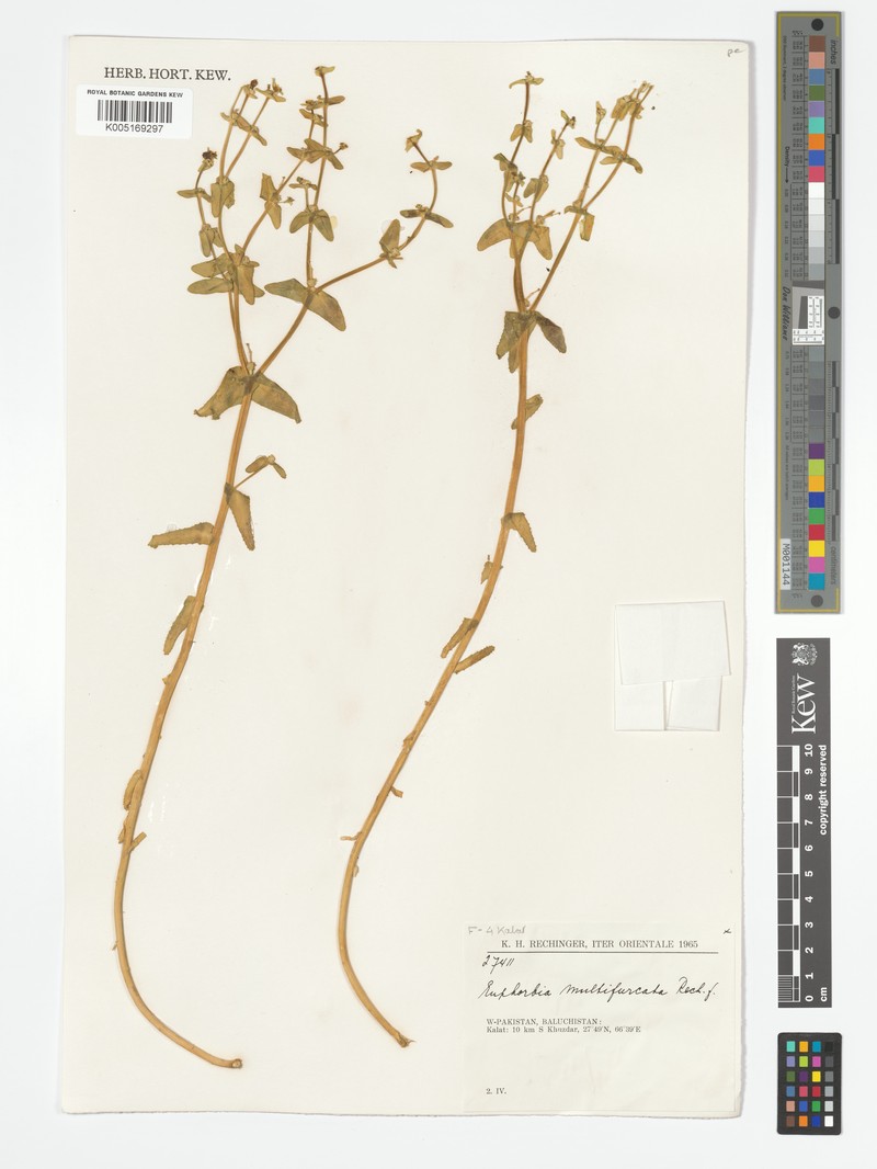 Euphorbia caeladenia photo 2