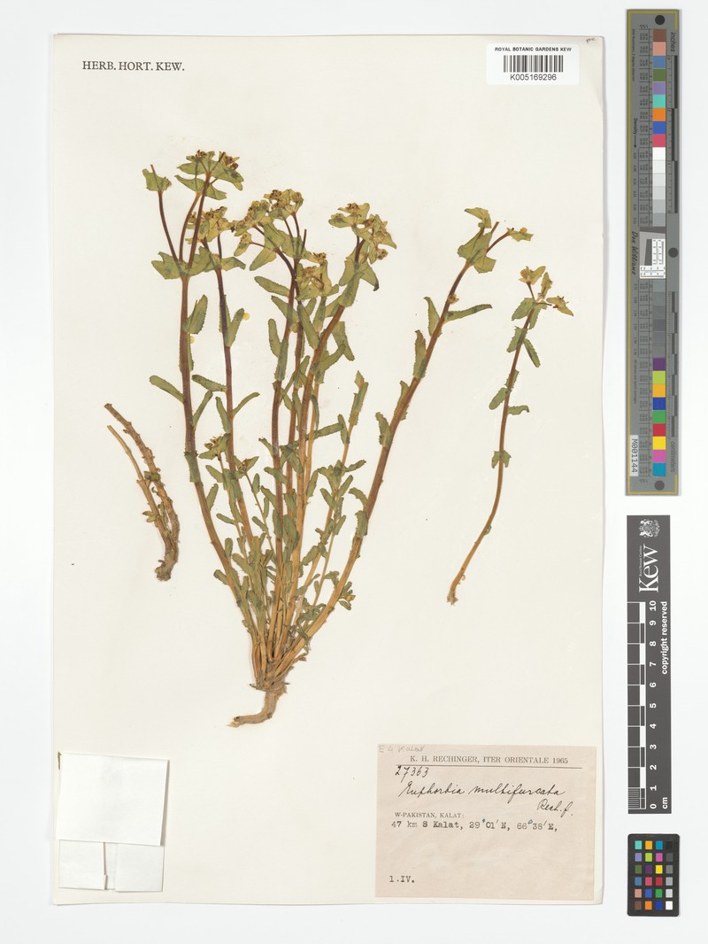 Euphorbia caeladenia photo 3