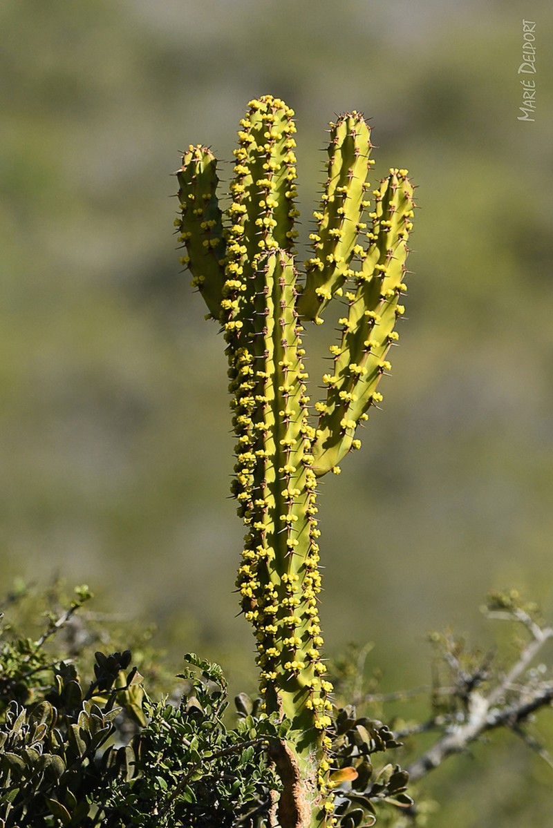 Euphorbia caerulescens