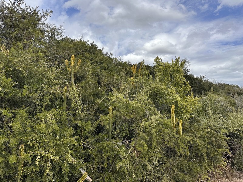 Euphorbia caerulescens photo 3