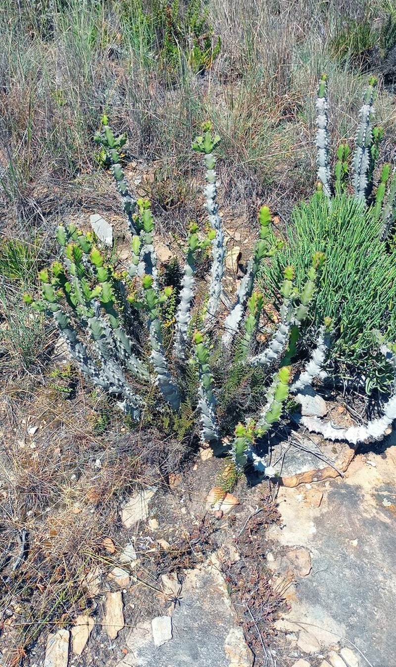 Euphorbia caerulescens photo 4