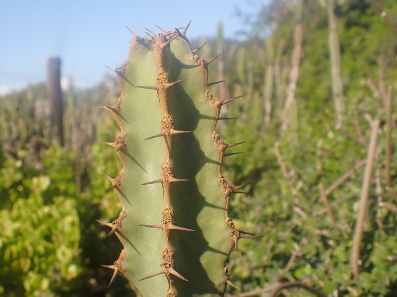 Euphorbia caerulescens photo 5
