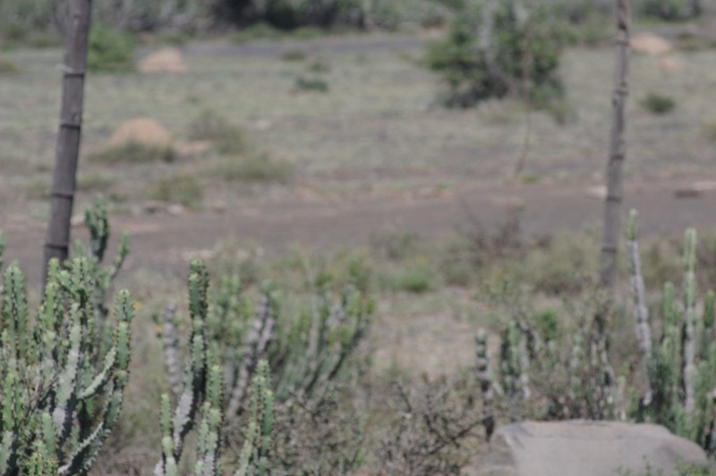 Euphorbia caerulescens photo 6