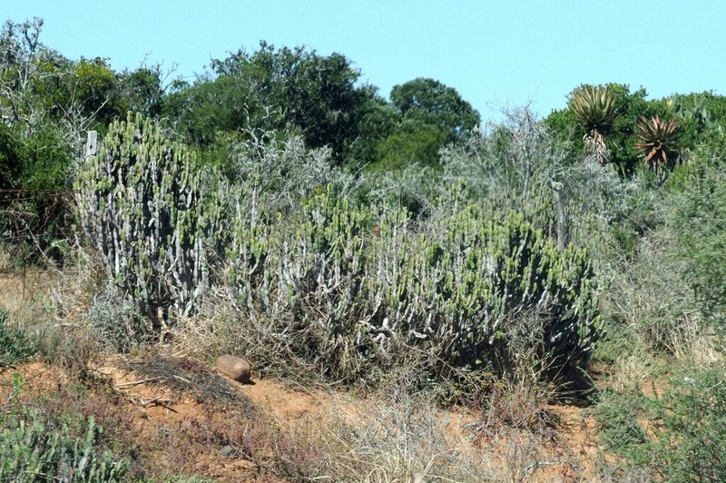 Euphorbia caerulescens photo 8