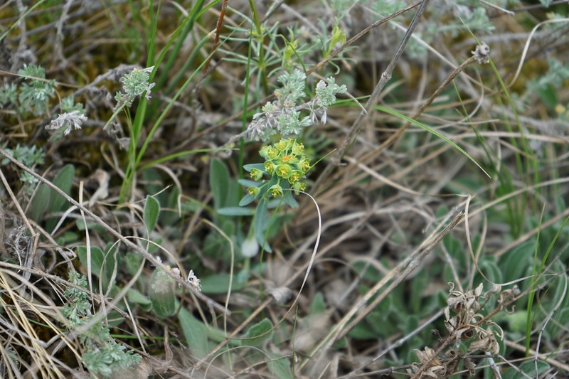 Euphorbia caesia photo 2