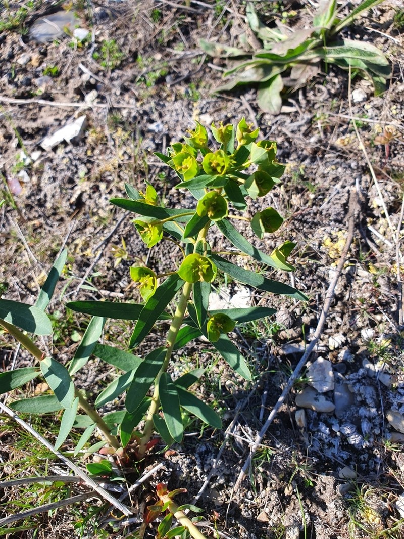 Euphorbia caesia photo 3