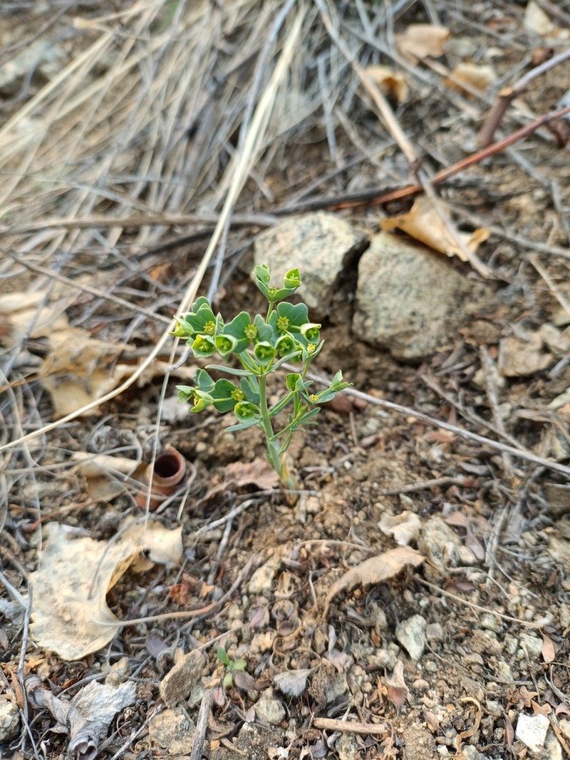 Euphorbia caesia photo 4