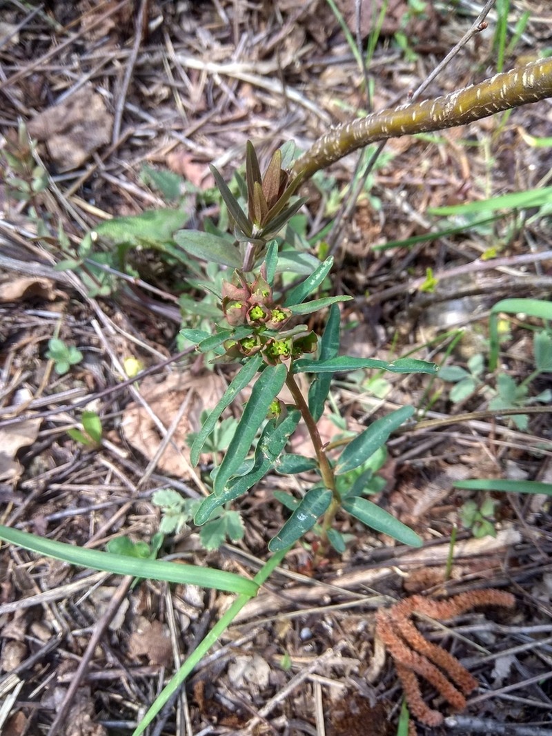 Euphorbia caesia photo 5