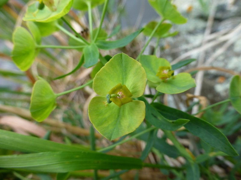 Euphorbia caesia photo 6