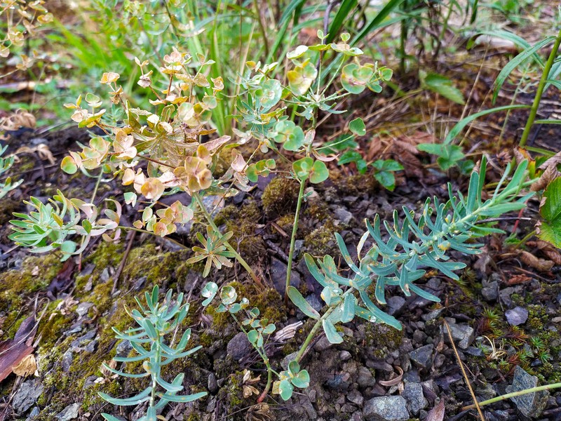 Euphorbia caesia photo 7