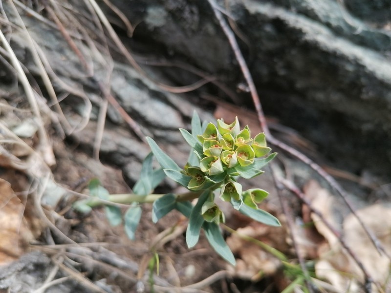Euphorbia caesia photo 8