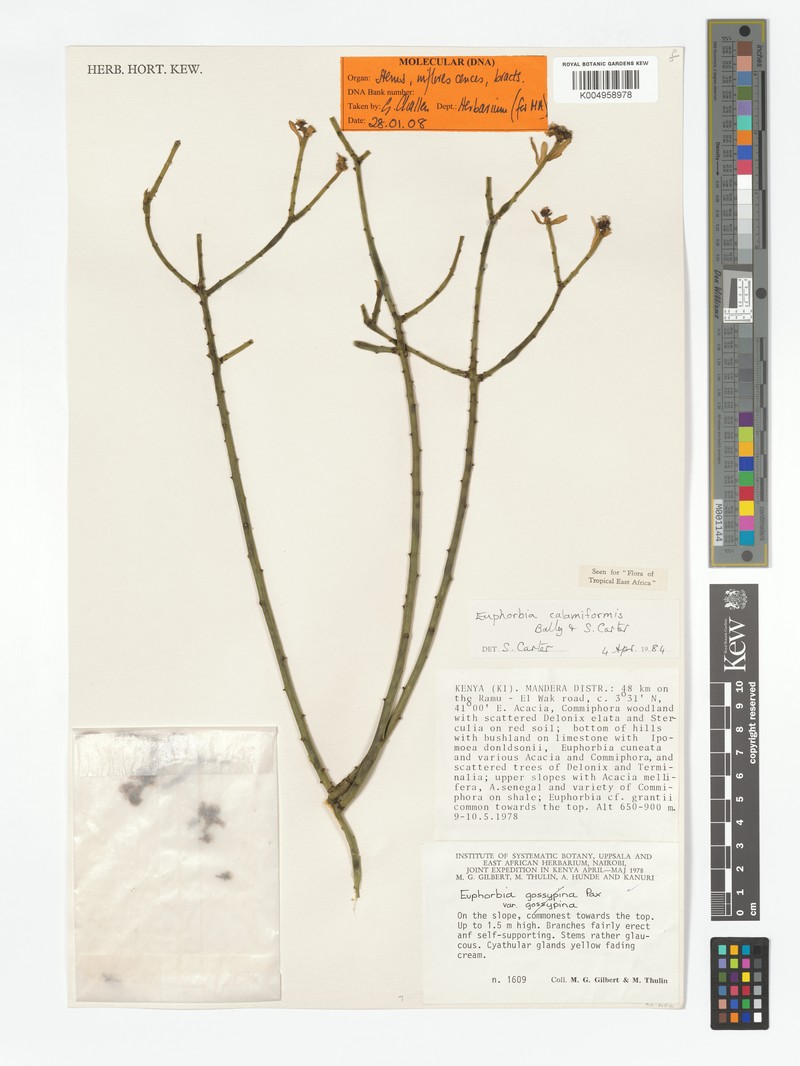 Euphorbia calamiformis photo 2