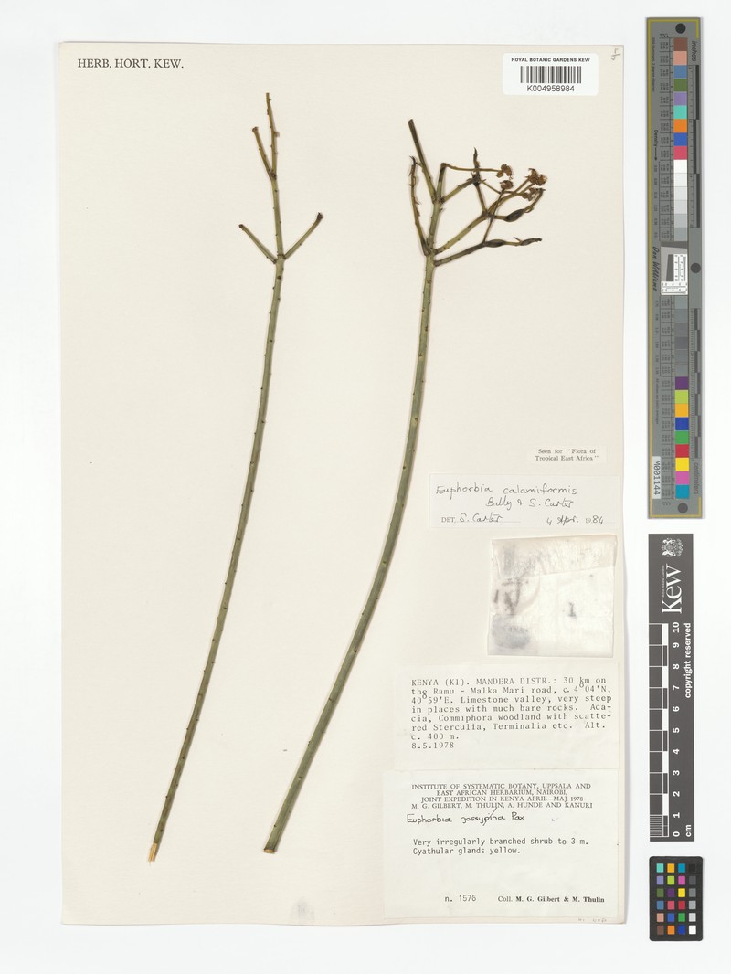 Euphorbia calamiformis photo 3