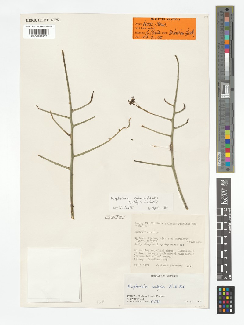 Euphorbia calamiformis photo 4