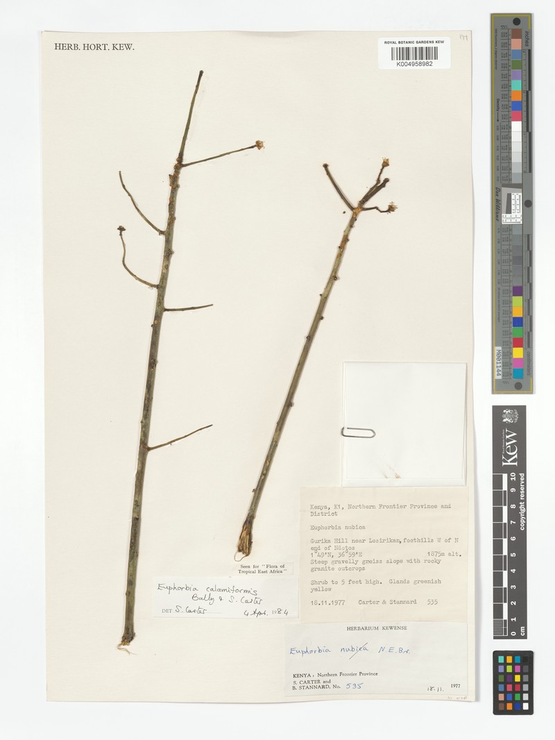 Euphorbia calamiformis photo 5
