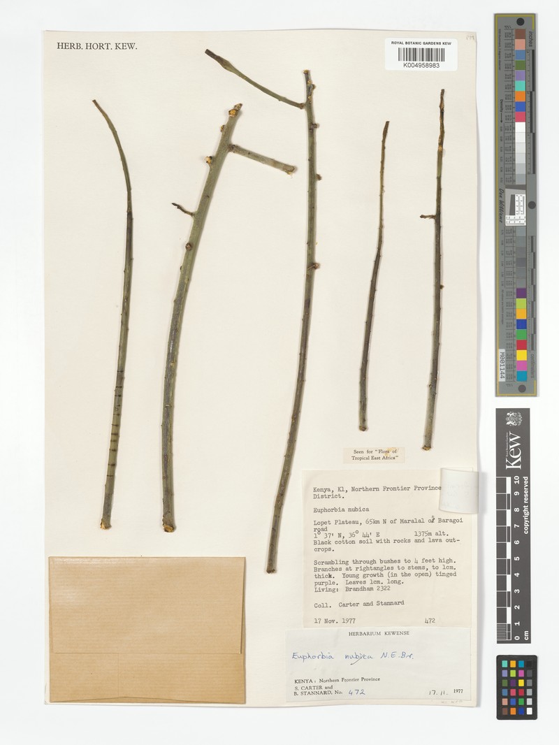 Euphorbia calamiformis photo 6