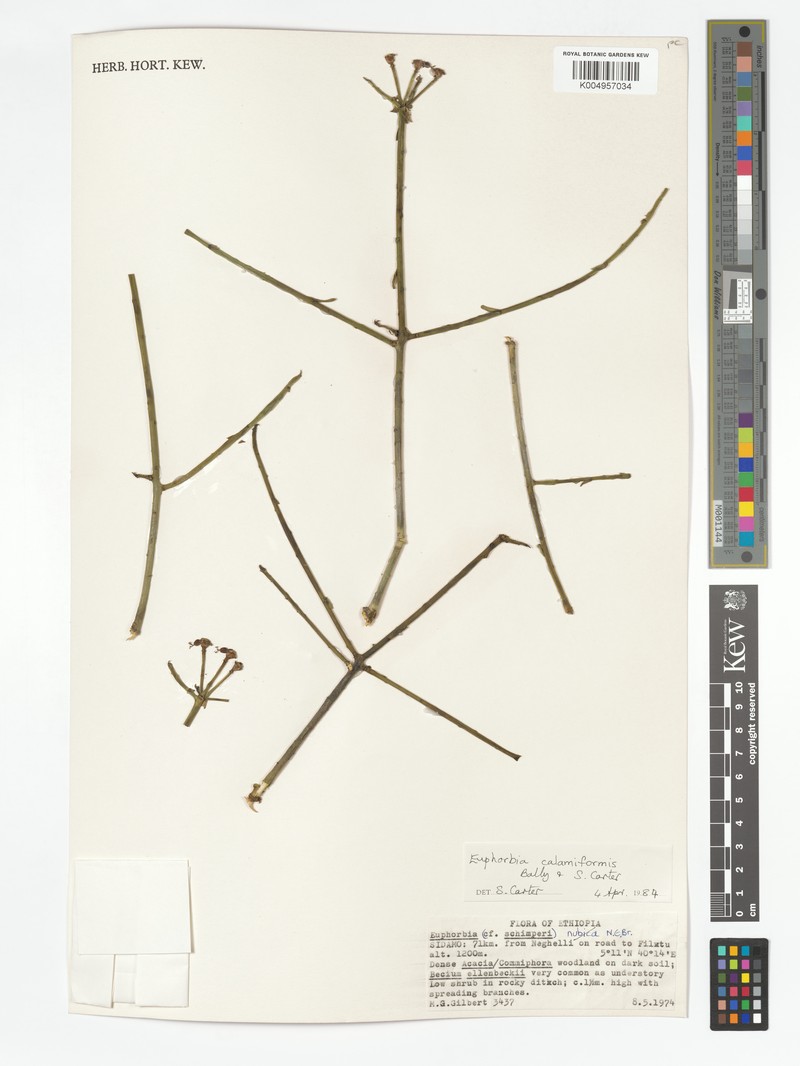 Euphorbia calamiformis photo 7