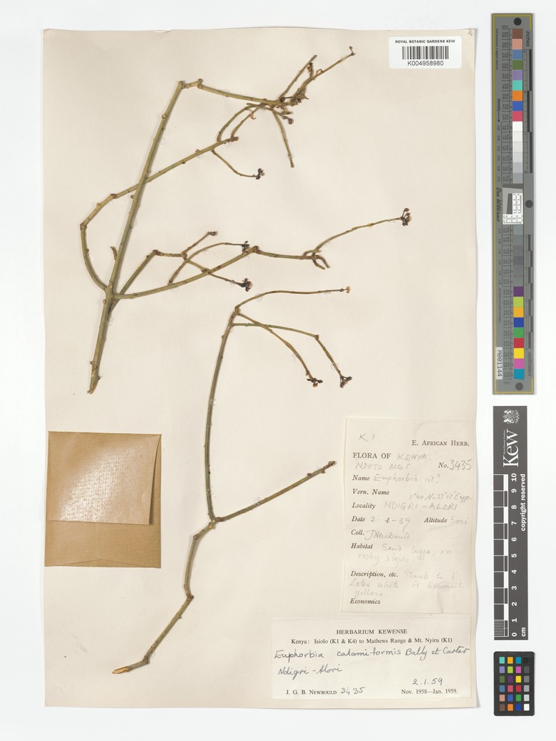 Euphorbia calamiformis photo 8