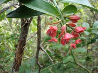 Euphorbia calcarata