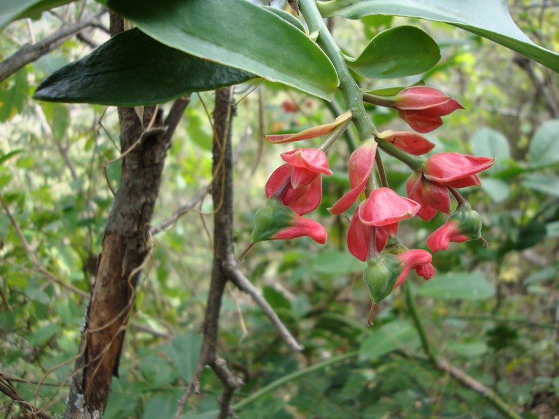 Euphorbia calcarata