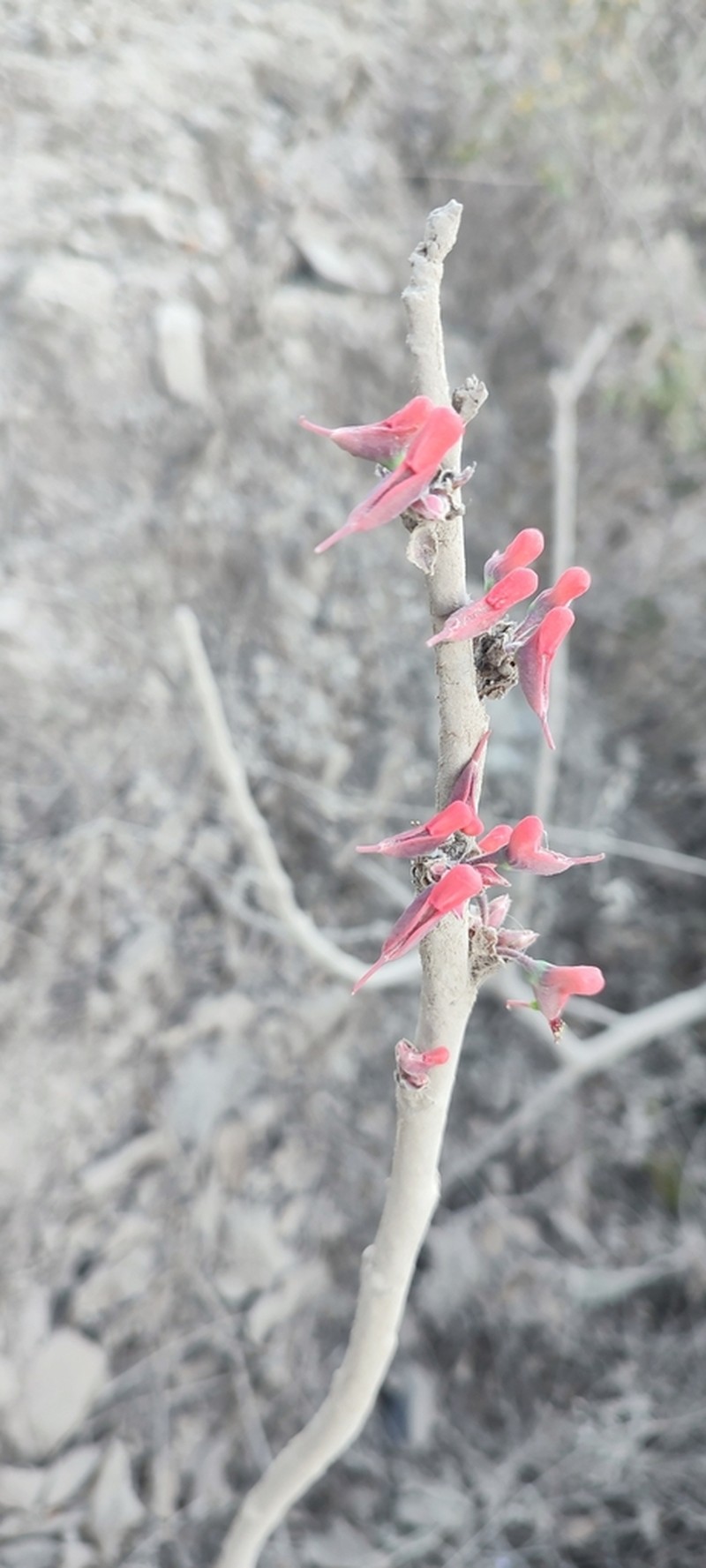 Euphorbia calcarata photo 2