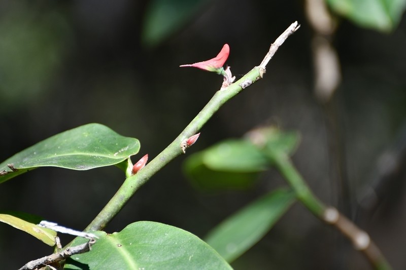 Euphorbia calcarata photo 3