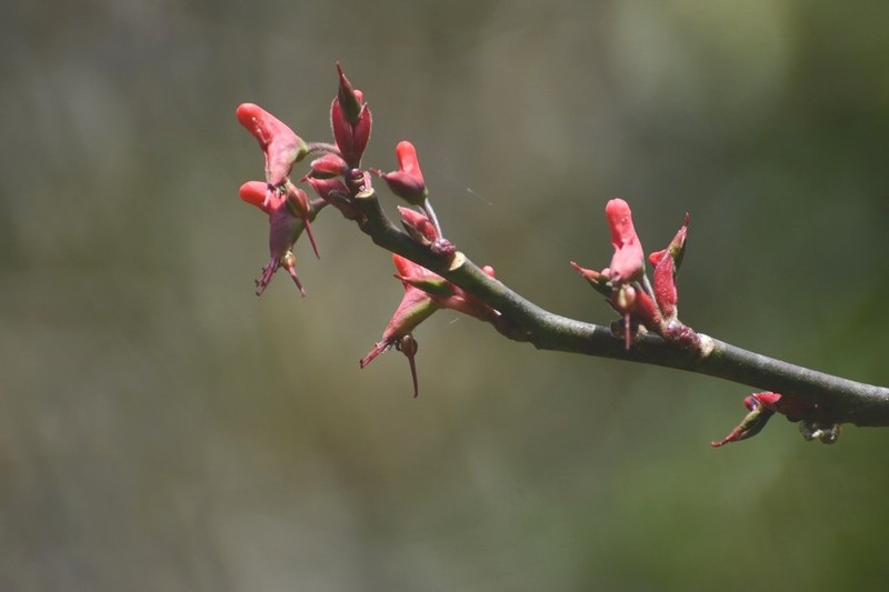 Euphorbia calcarata photo 4