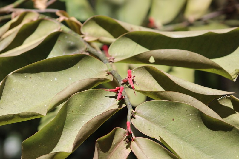 Euphorbia calcarata photo 6