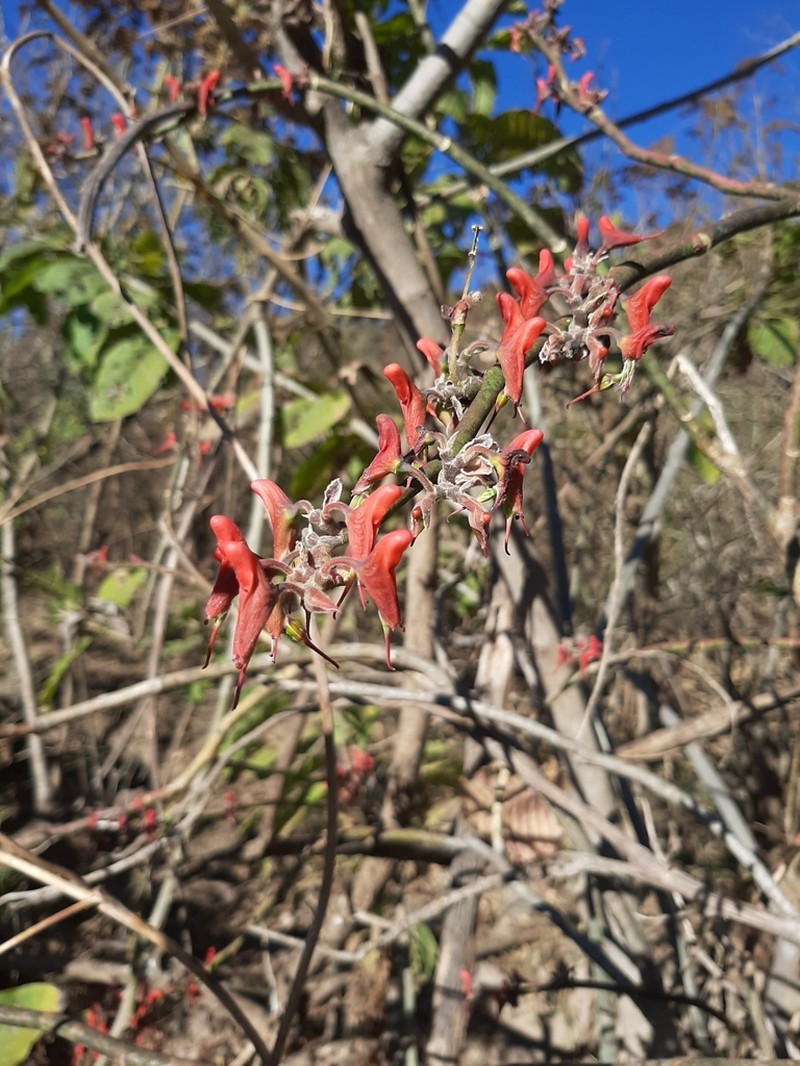 Euphorbia calcarata photo 8