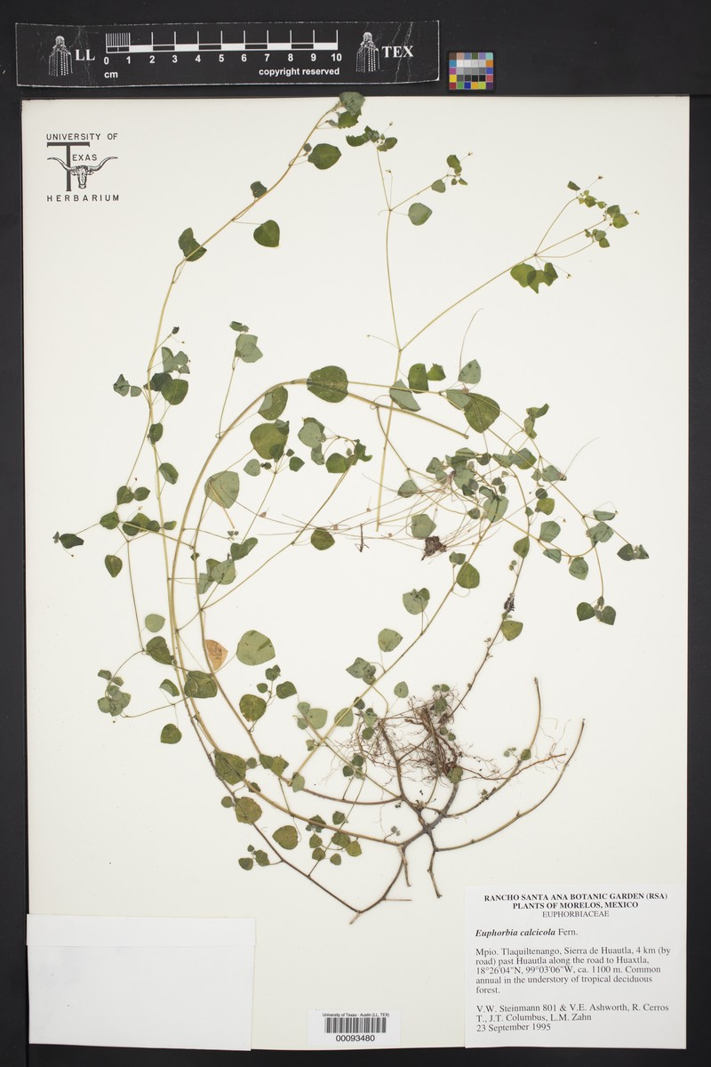 Euphorbia calcicola