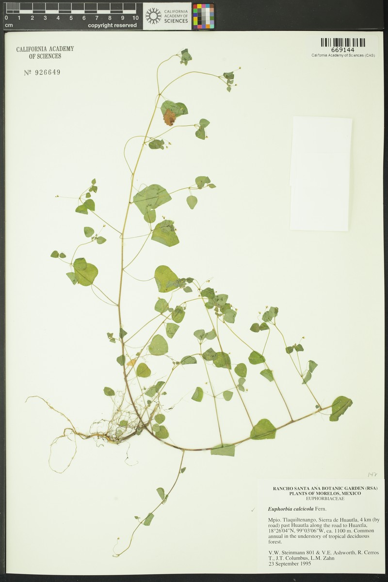 Euphorbia calcicola photo 2