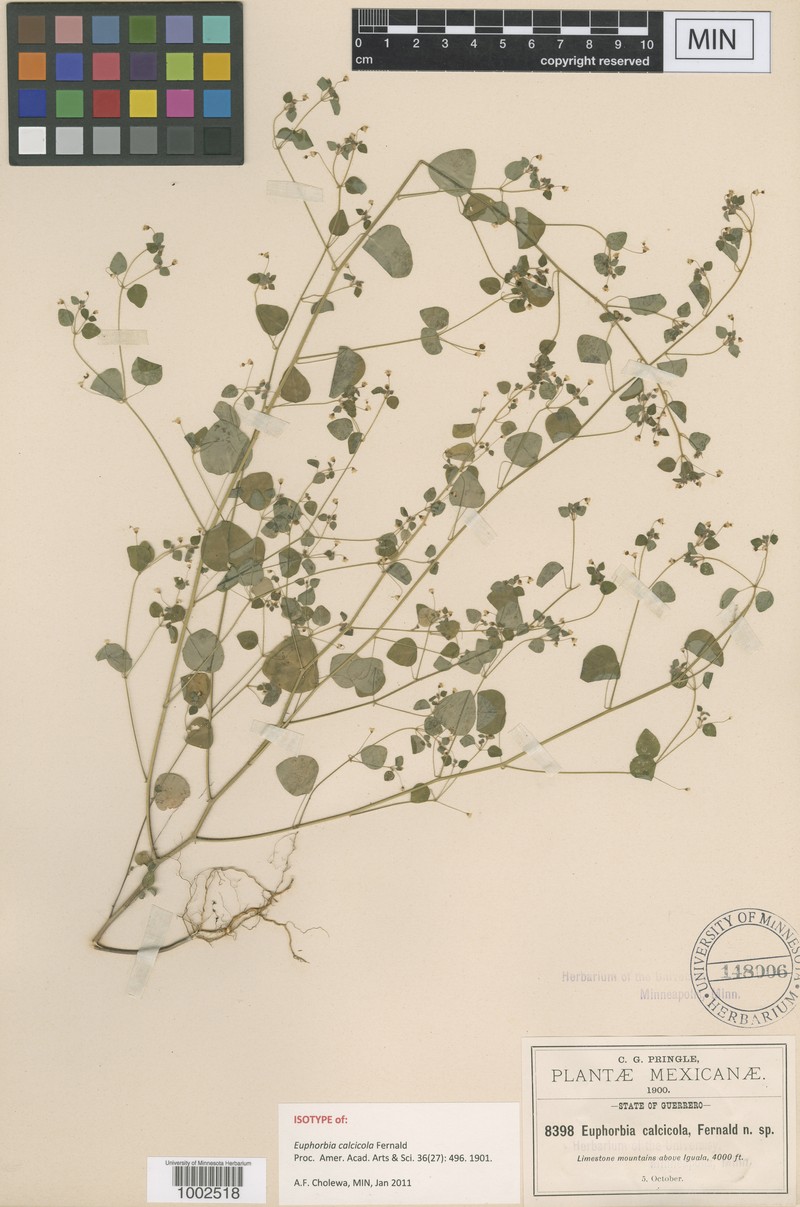 Euphorbia calcicola photo 4