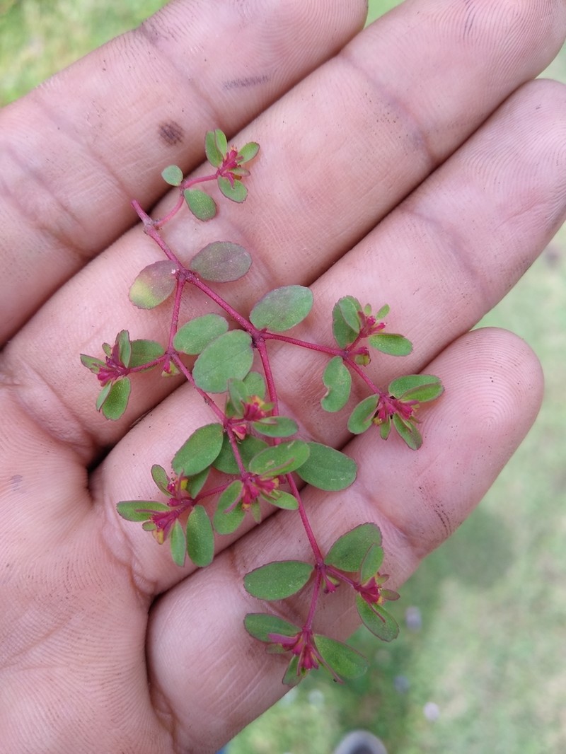 Euphorbia calderoniae