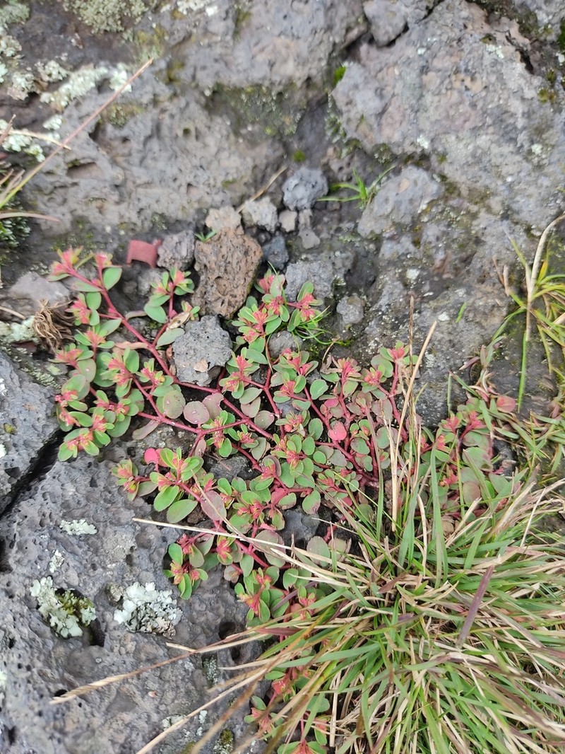 Euphorbia calderoniae photo 2