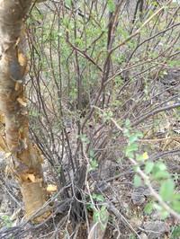 Euphorbia californica