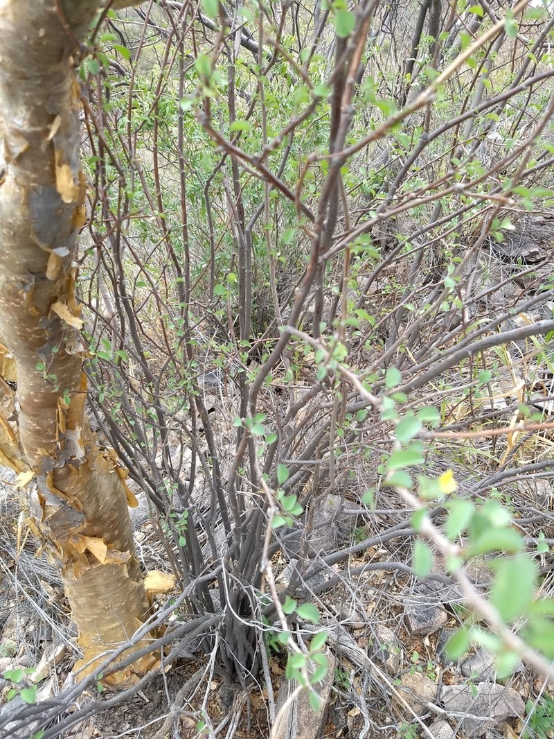 Euphorbia californica