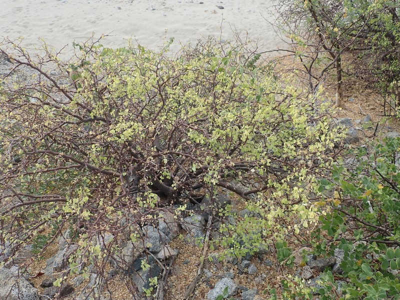 Euphorbia californica photo 2