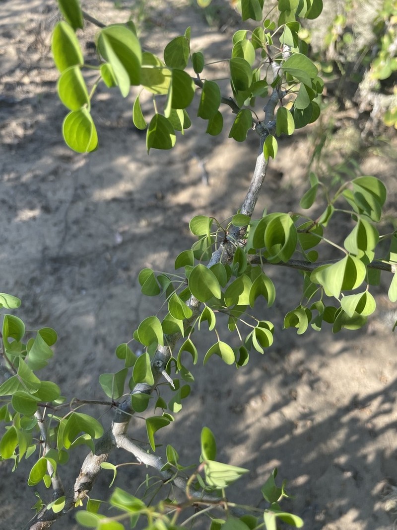 Euphorbia californica photo 3