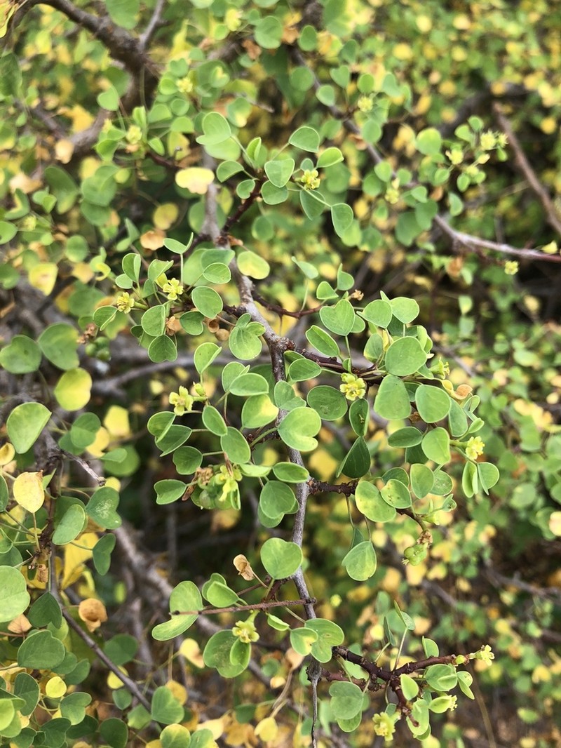 Euphorbia californica photo 4